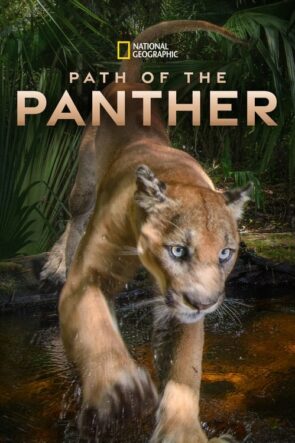 Path of the Panther (2022) HD izle
