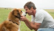 Can Dostum / A Dog’s Purpose HD Film izle izle