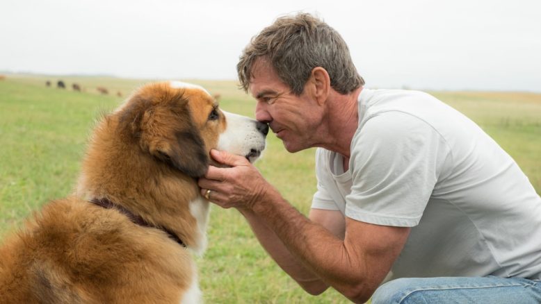 Can Dostum / A Dog’s Purpose HD Film izle izle